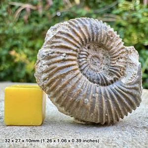 Garantiana Fossil Ammonite, Upper Bajocian, Jurassic, Sengenthal Bavaria, - Picture 1 of 1