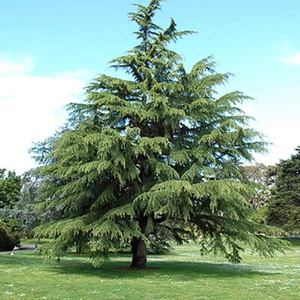Deodar cedar, Himalayan Cedar, Cedrus deodara - 20 Sementes - Picture 1 of 7