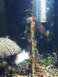 Shrimp Sticks, Shrimp food. Crystal, red cherry, blue, protein sticks x10 - Picture 1 of 8