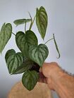 Philodendron Brandtianum 3 PT En 1 Pot- 3 Plantes Vase