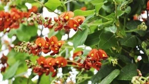 RARE 4 graines de KENNEDIA MACROPHYLLA N77 CAPE LEEUWIN CREEPER SEEDS SEMILLAS - Picture 1 of 1