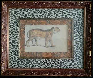 Antique Felis Tigris lithograph 19th century - Picture 1 of 9