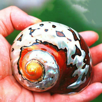 Turban Muscheln Muschel Koralle Meeresschnecke Home Ornament Aquarium Dekoration - Bild 1 von 4