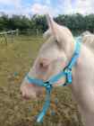 Baby Blue, field safe, FOAL size 1 or 2 head collar.