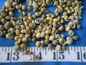 ~ Littorina ~ Green/Yellow ~ 200+ Shells ~ Shellcraft ~ Sailor's Valentines ~ - Picture 1 of 9