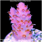062 AquaSD Live Corals/Frags - Moon Rock Acro - Aqua SD