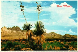 Mountians And Colorful Skys  New Mexico~Yucca In Bloom~ Postcard Orgam Mountians - Picture 1 of 2
