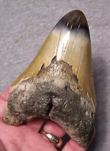 MEGALODON SHARK TOOTH 4 5/8" SHARKS TEETH FOSSIL STUNNING COLOR DIAMOND POLISHED - Picture 1 of 3