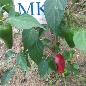 PIMIENTO d'ESPELETTE, 10 SEMILLAS,SEEDS Capsicum annuum,(247) - Picture 1 of 1