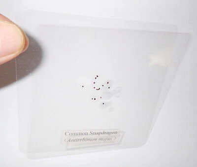 Muestra Semilla Laminada Heartsease Viola Tricolor en Hoja 90x90 mm Foto 1 de 4