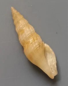 seashell Cytharopsis cf. cancelata 21mm F++ - Imagen 1 de 3