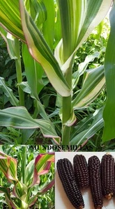 Corn Blades Of Rainbow Pineapple Negra-Roja Seeds - Picture 1 of 1