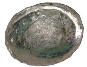 8,5 Zoll Abalone natürliche Schale - Bild 1 von 8
