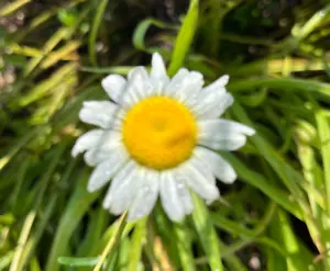 Oxeye Daisy (Leucanthemum vulgare) Seeds self-seeding annual – 100+ seeds - Picture 1 of 4
