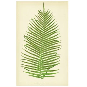 1856 E.J. LOWE'S FARNS; BLECHNUM ORIENTALE, Pl. XL - Bild 1 von 6
