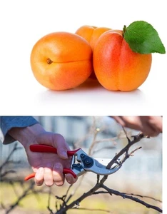 4 Pcs Cuttings Apricot Tree California  - Picture 1 of 2