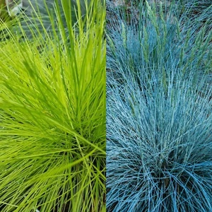Ornamental Grass Mixed Plants - 2 Festuca Intense Blue & 2 Deschampsia AmiLime - Picture 1 of 7