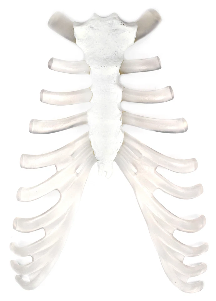 Sternum Bone and Cartilage Model - Human Bone and Cartilage Replica - hBARSCI