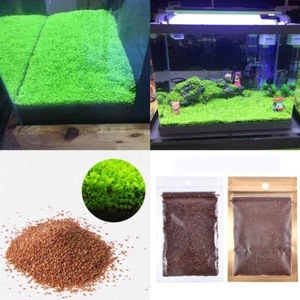 Aquarium Plant Seeds Fish Tank Aquatic Water Grass Foreground Easy Plants 5g UK - Picture 1 of 18