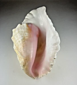 Conch 10" Seashell, 52oz - Picture 1 of 17