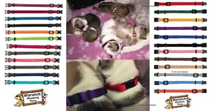 Puppy Whelping ID Collar identification Soft Adjustable Puppy Dog ID tag 12 or 6 - Picture 1 of 4