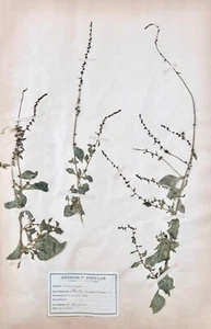 Botany - Plank Herbarium Xixth - Plants Dried - Primulacées 23 - Picture 1 of 3