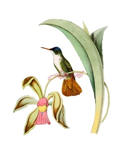 Azure Crowned Hummingbird 8 x 10 High Resolution Print - Picture 1 of 1