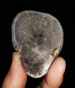 MADERA PETRIFICADA RARA, FÓSIL DE CALCEDONIA BOTRIOIDAL, REBANADA, JAVA INDONESIA, 57 MM - Imagen 1 de 8