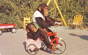 Chimpanzees On Tricycle MONKEY JUNGLE Miami, Florida c1960s Vintage Postcard - Picture 1 of 1