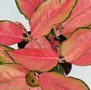 Aglaonema Pink Pearl, Red Chinese Evergreen plant in 3" Pot - Picture 1 of 10