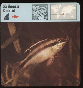 Tarjetas de safari de cíclidos Kribensis para conocer peces - Imagen 1 de 1