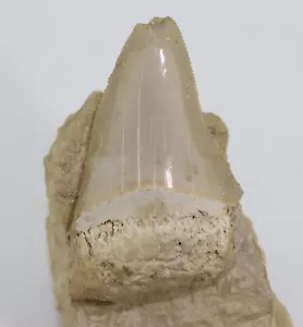 Haizahn, Carcharodon sp., Terziario, Pliocene, Puglia, Lecce, Italia- f637 - Foto 1 di 7