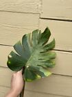 Variegated Monstera Mint Noid Rooted Mid Cutting With Activated Growth Point