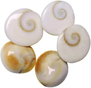 Natural Gomati/Gomti Chakra Original For Hindu Laxmi Puja (White) 11 pcs - Picture 1 of 3