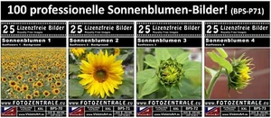 100 Lizenzfreie Profi-Bilder/Fotos! Sonnenblumen (Royalty Free) Photoshop 1,3 GB - Bild 1 von 5