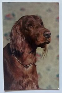 Let’s Go Hunting Irish Setter Hund Postkarte Dexter Press Alan Felix Ektachrome - Bild 1 von 2