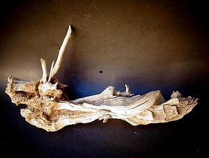 natural Driftwood Art Craft statue aquarium drift wood 11" dragon root - Bild 1 von 10