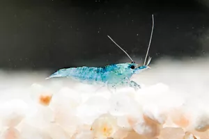 12x GAMBA NEOCARIDINA BLUE JELLY, para acuario, pecera de agua dulce y caliente. - Imagen 1 de 5