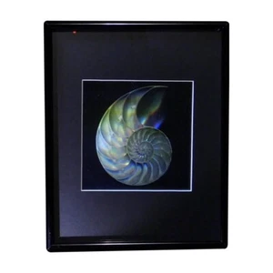 3D Nautilus Shell (Achromate) Hologram PictureFRAMED, Collectible EMBOSSED Type - Picture 1 of 7