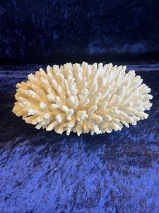 Coral natural blanco real 1,8 kg - Imagen 1 de 4