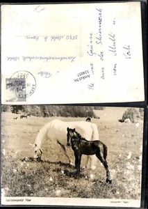 124057,Lipizzaner Pferde Piber bei Köflach  - Picture 1 of 1