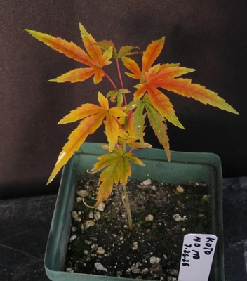 Seed-Grown Acer Palmatum 'Koto No Ito'  Yellow Japanese Maple Tree Seedling 6" - Image 1 of 4