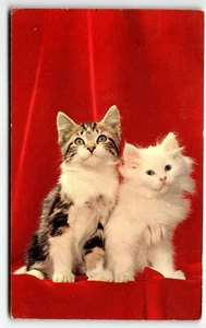 Postcard Two Kittens, stamped Greetings from Pella Iowa IA UNP "High Society" - Picture 1 of 2