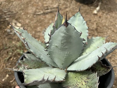 Agave Blue Titanota Select Md Seedling C36 Compact Form,  Baby Blue Color!! - Image 1 of 3
