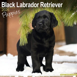 Black Labrador Retriever Puppies 2026 Calendar Gift Puppy 15% OFF MULTI ORDERS - Picture 1 of 8