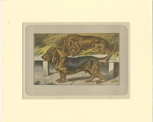 Antique Dog Print of the Basset Ardennais - Picture 1 of 1
