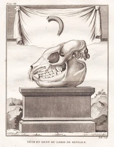 Mono Loris esqueleto esqueleto grabado grabado grabado grabado Buffon 1780 - Imagen 1 de 1
