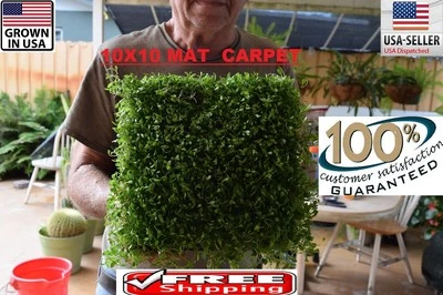 HUGE BIG glossostigma Mat carpet wall Easy Aquarium aquascaping planted tank