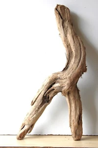 Treibholz Schwemmholz Driftwood 1 XXL Wurzel Dekoration Terrarium 70 cm - Bild 1 von 13