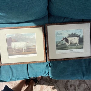 set of 2 Earl Spencer’s prized OX at Springfield christmas 1835 Print framed - Picture 1 of 10